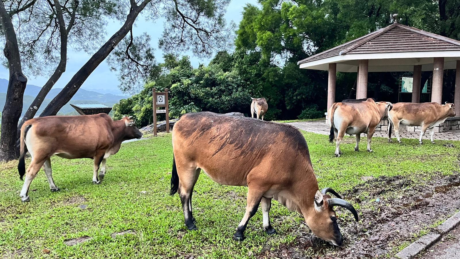 點解牛牛唔食草?